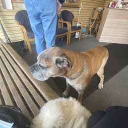 This is Tony's companion in his shop! This is Tony's companion in his shop!