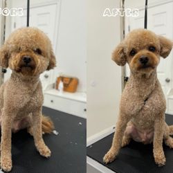Unipaw Pet Grooming