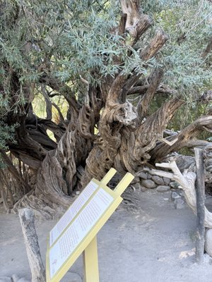 Misión San Francisco Javier de Viggé-Biaundó by null