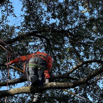 Hernandez Tree Service - Tree Services Near Me Hernandez Tree Service - Tree Services Near Me