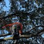 Photo of Hernandez Tree Service