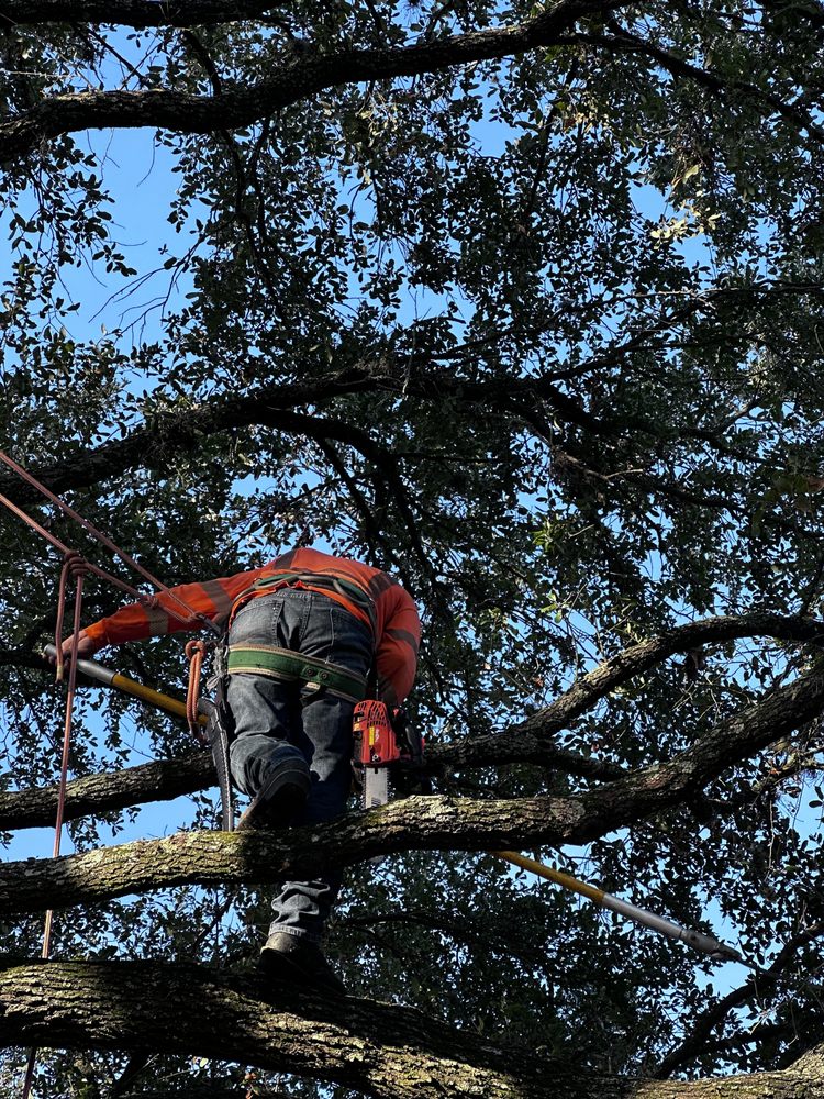 Hernandez Tree Service - tree service in Houston, TX