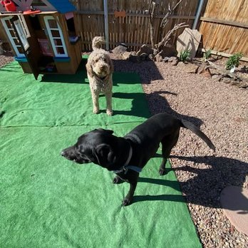 Biscuits Pet Resort - Pet Boarding Near Me - Show Low, Arizona