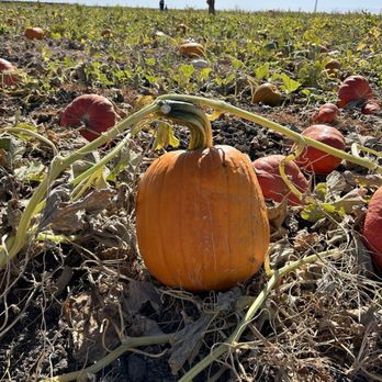 West Coast Farms Pumpkin Patch - Pick your pumpkins off the vines - Pick Your Own Farms Near Me - Brentwood, California