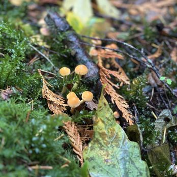 Forage Seattle - Food Tours Near Me