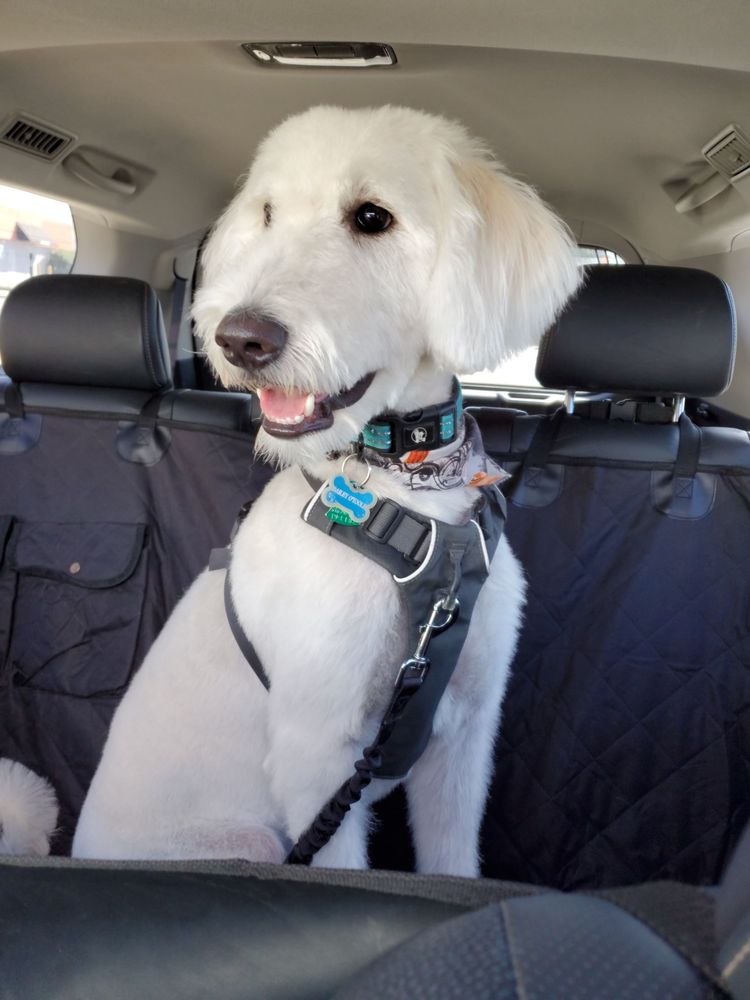 PAW CENTRAL 32 Photos & 23 Reviews 5685 Merrick Rd, Massapequa, New