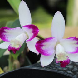 Santa Barbara Orchid Estate - 03/09/19 so beautiful a week before their annual orchids expo