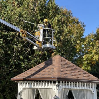 Juneau Tree Services - Mid hedge trim - Tree Services Near Me Juneau Tree Services - Mid hedge trim - Tree Services Near Me