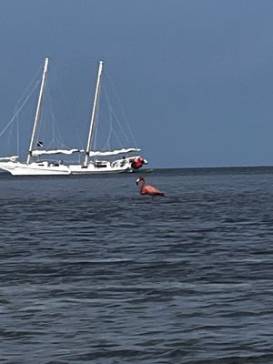 Danger Charters by null