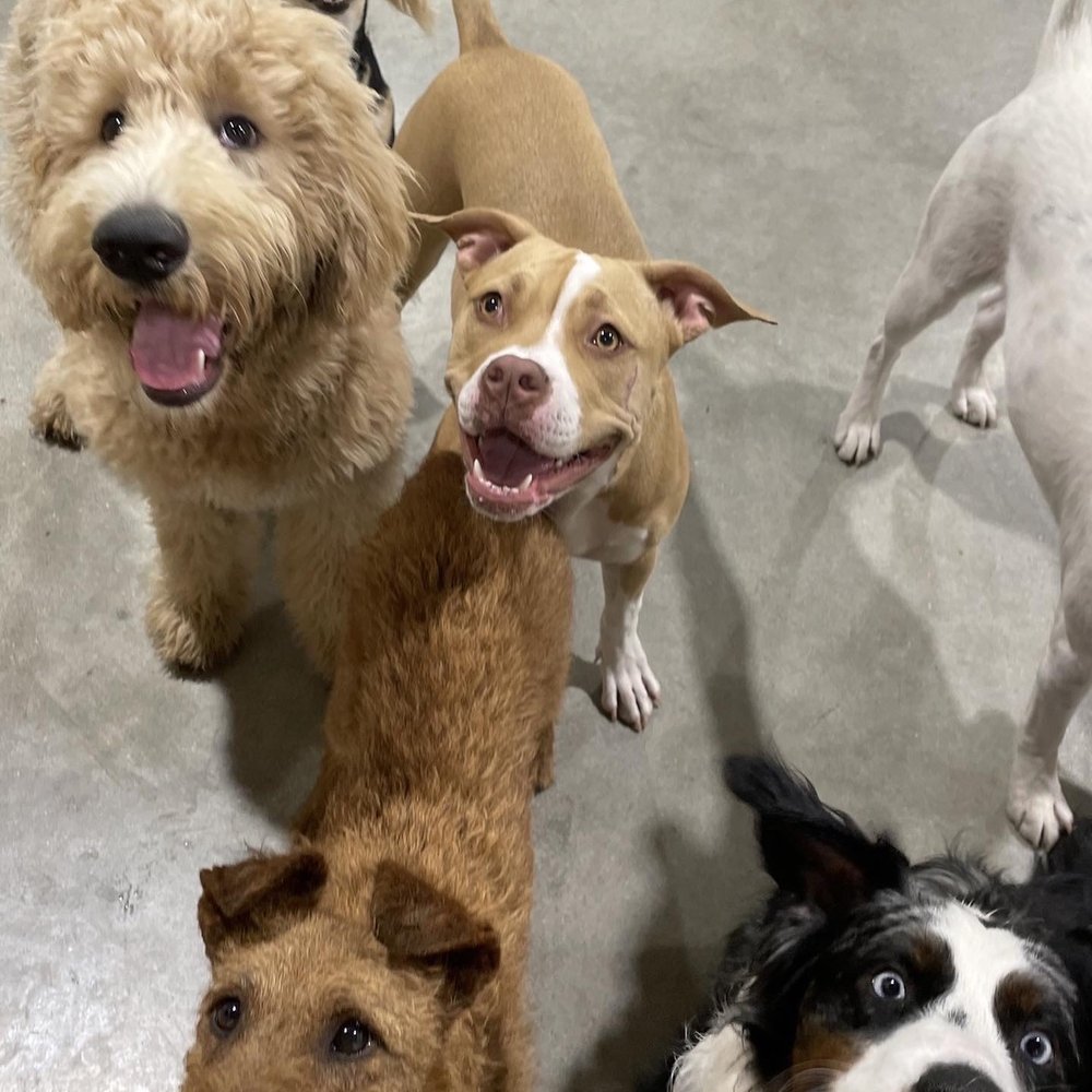 Dogdrop - Pet Sitting Near Me - Los Angeles, California Dogdrop - Pet Sitting Near Me - Los Angeles, California