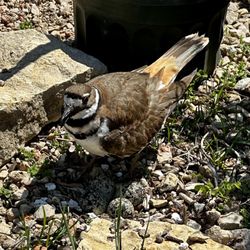 Jung Garden Center - Local nesting bird