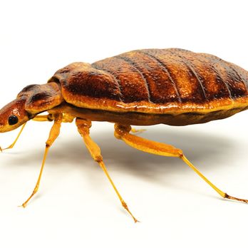 Smith's Pest Control - We are the bed bug experts! - Pest Control Near Me - Memphis, Tennessee Smith's Pest Control - We are the bed bug experts! - Pest Control Near Me - Memphis, Tennessee