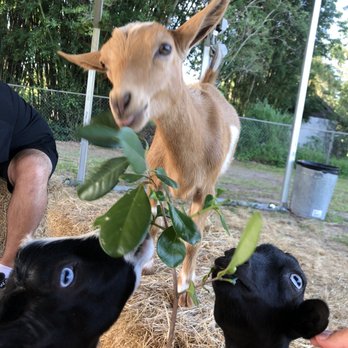Wildflower Farm Orlando - Hungry goatlings! - Farms Near Me - Orlando, Florida