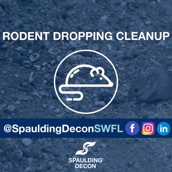 Spaulding Decon SWFL - Spaulding Decon SWFL offers rodent dropping cleanup services that cover all of Southwest Florida. - Biohazard Cleanup Near Me Spaulding Decon SWFL - Spaulding Decon SWFL offers rodent dropping cleanup services that cover all of Southwest Florida. - Biohazard Cleanup Near Me