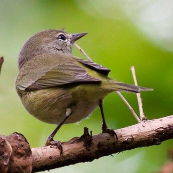Foster Park - Orange-Crowned Warbler - Parks Near Me - Fort Worth, Texas Foster Park - Orange-Crowned Warbler - Parks Near Me - Fort Worth, Texas