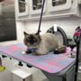 Photo of Diamond Dogs Mobile Pet Spa