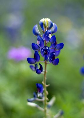 San Antonio Botanical Garden Society