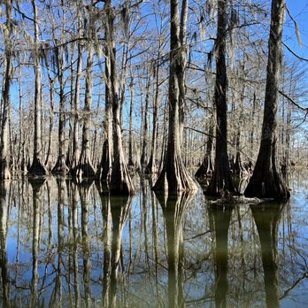 Borel’s Swamp Tours - Cypress something trees. Amazing - Boat Tours Near Me - Breaux Bridge, Louisiana