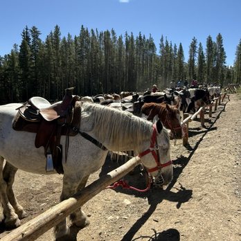 Breckenridge Stables - Horses before the ride. - Horse Boarding Near Me