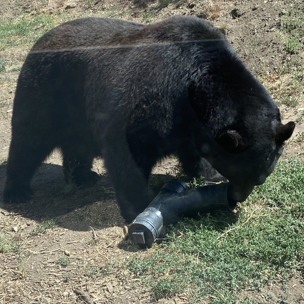 Big Bear Alpine Zoo - Zoos Near Me - Big Bear Lake, California Big Bear Alpine Zoo - Zoos Near Me - Big Bear Lake, California