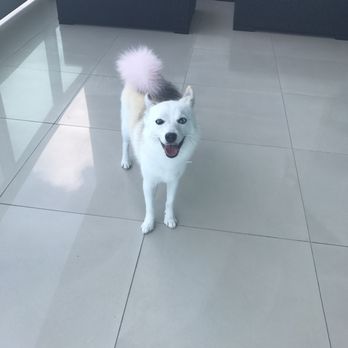 Neo Pet Spa - All smiles after getting pampered! - Pet Groomers Near Me - Miami, Florida