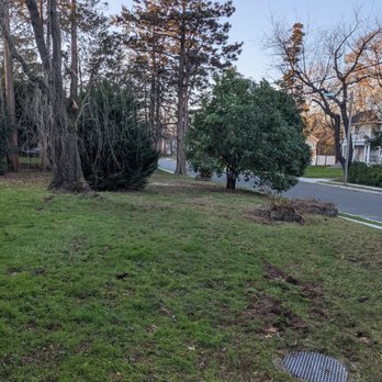 Matamoros Tree Service & Landscaping - Yard cleaned after fallen tree removed and stump grinded - Tree Services Near Me Matamoros Tree Service & Landscaping - Yard cleaned after fallen tree removed and stump grinded - Tree Services Near Me