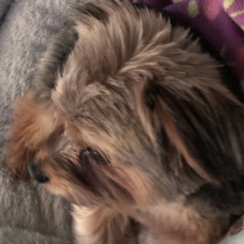 Ben Fur Pet Grooming - After ponytail was chopped off by Ben-Fur after being told not to cut it. No black hair left on top at all . He's not a pup.He's 7 yrs old! - Pet Groomers Near Me - Hamilton, Ohio