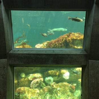 Seattle Aquarium - Underwater dome - Aquariums Near Me - Seattle, Washington Seattle Aquarium - Underwater dome - Aquariums Near Me - Seattle, Washington