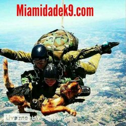 Miami Dade K9 - Our k9 not only be able to have great temperament for almost anything.