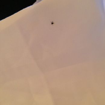 The Crazy Bear Beaconsfield - Would you like Flies with that-something's not right when the restaurant has so many flies you can swat them with your napkin. - Hotels Near Me The Crazy Bear Beaconsfield - Would you like Flies with that-something's not right when the restaurant has so many flies you can swat them with your napkin. - Hotels Near Me