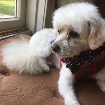 Happy Dog Grooming Spa - Pet Groomers Near Me - Des Plaines, Illinois Happy Dog Grooming Spa - Pet Groomers Near Me - Des Plaines, Illinois