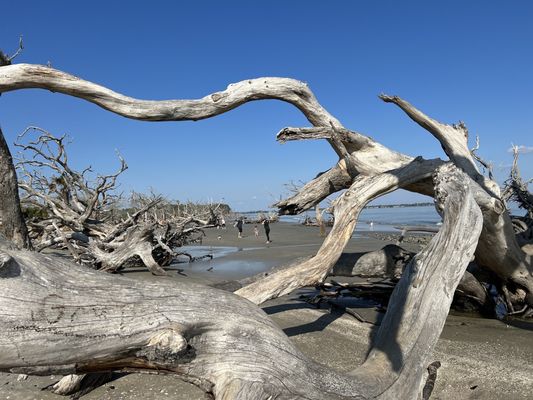 Driftwood Beach by null
