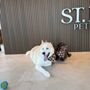 Photo of St Dog Pet Salon