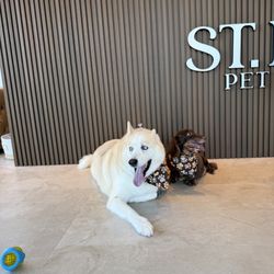 St Dog Pet Salon