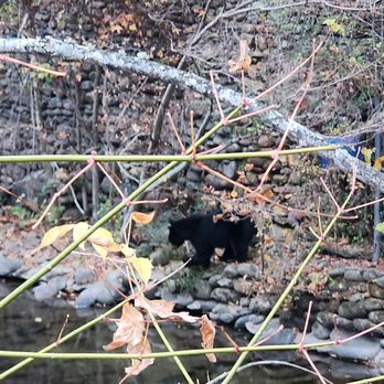 River Terrace - Black bear in front of hotel by the creek. - Resorts Near Me - Gatlinburg, Tennessee River Terrace - Black bear in front of hotel by the creek. - Resorts Near Me - Gatlinburg, Tennessee