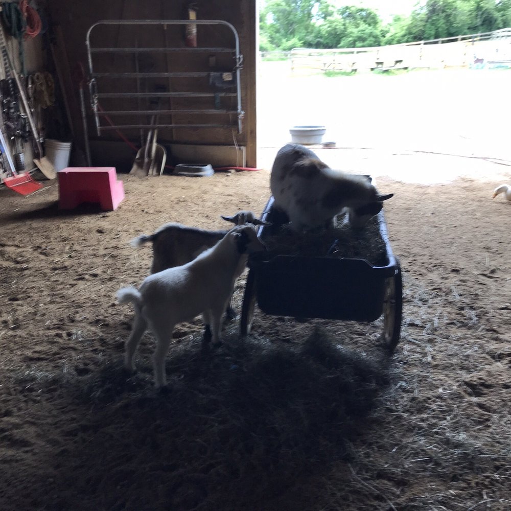 Rita's Stable - Goats in a hay filled wheelbarrow - Horseback Riding Near Me - Montauk, New York Rita's Stable - Goats in a hay filled wheelbarrow - Horseback Riding Near Me - Montauk, New York