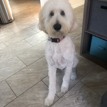happy grooming - Uneven hair - Pet Groomers Near Me - San Diego, California