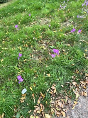 Gothenburg Botanical Garden by null