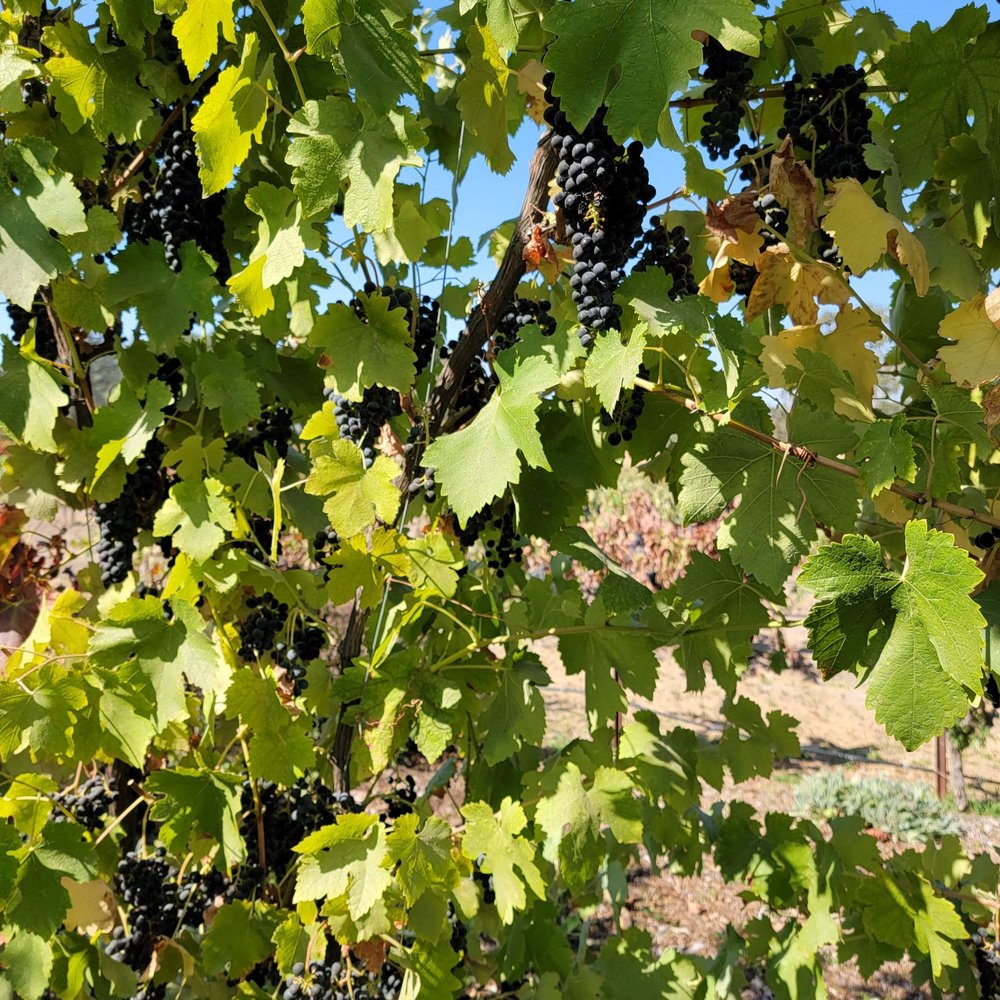 Castoro Cellars - Grapes - Wineries Near Me - Templeton, California Castoro Cellars - Grapes - Wineries Near Me - Templeton, California