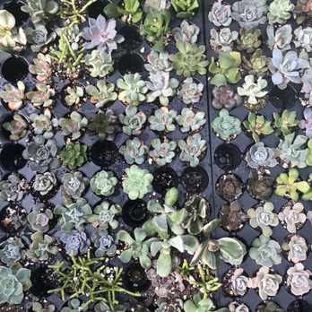Grow Something - Nurseries & Gardening Near Me - St. Thomas, Ontario Grow Something - Nurseries & Gardening Near Me - St. Thomas, Ontario