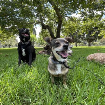 Long Beach K9 Club - Penelope having fun - Dog Walkers Near Me Long Beach K9 Club - Penelope having fun - Dog Walkers Near Me