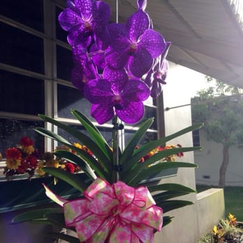 RF Orchids - Nurseries & Gardening Near Me - Homestead, Florida