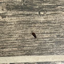 Super 8 by Wyndham Wayne - Roaches