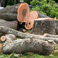 Arbor Aves Tree Experts