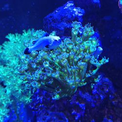 Aquatic Art