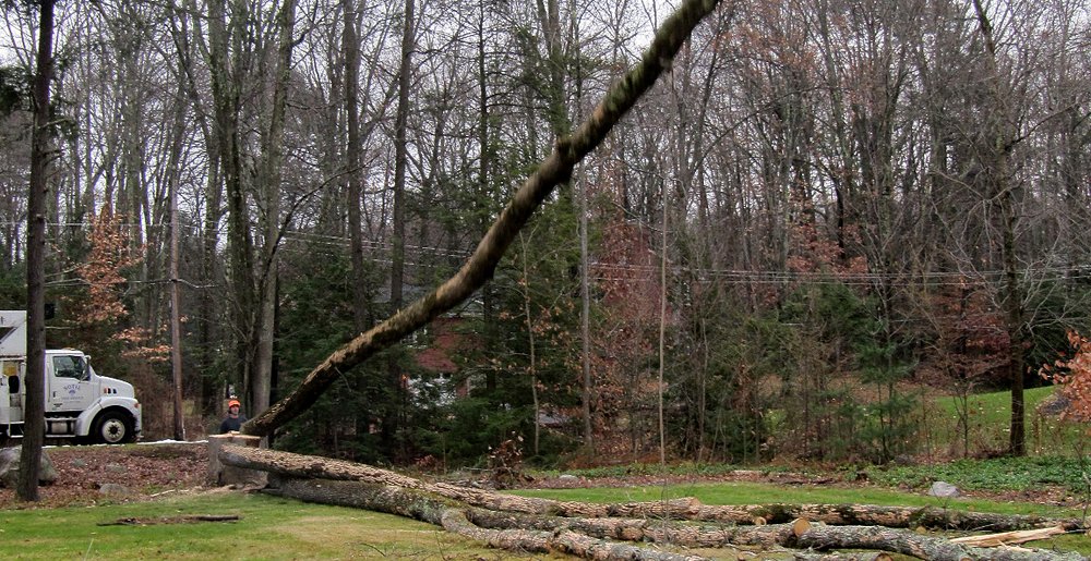 Sotil Tree Service - tree service in Suffield, CT
