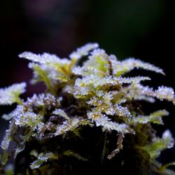 Marymere Falls - Some tiny, frost-covered ferns along the trail (Jan 2025)