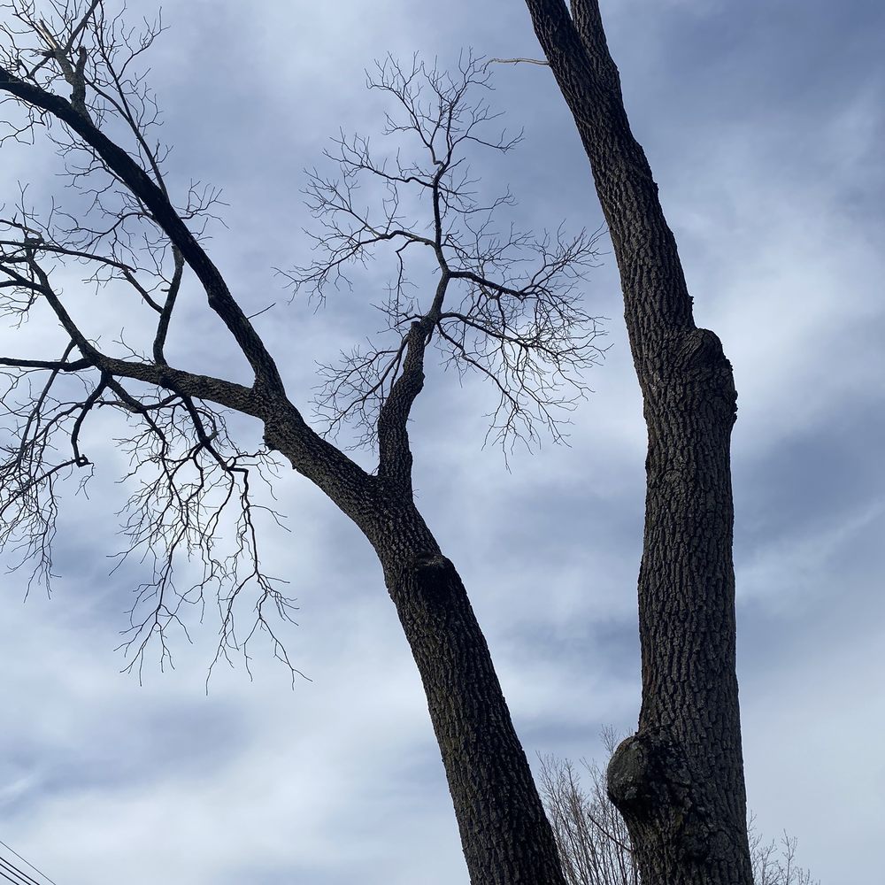 Velasquez Tree Services - Branches shaved down and removed from a second big tree. - Tree Services Near Me - Waltham, Massachusetts Velasquez Tree Services - Branches shaved down and removed from a second big tree. - Tree Services Near Me - Waltham, Massachusetts