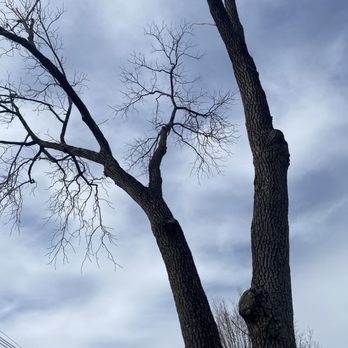 Velasquez Tree Services - Branches shaved down and removed from a second big tree. - Two tall, leafless trees with textured bark are shown against a cloudy sky, with their branches extending outward. The trees are positioned close together, with one tree having a prominent knot or growth on its trunk. Power lines are visible in the lower left corner of the image, indicating an urban or suburban setting. - Tree Services Near Me - Waltham, Massachusetts