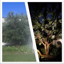 Native Trees